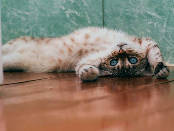 Comment traiter un chat de race Scottish Fold atteint de dysplasie de la hanche ?